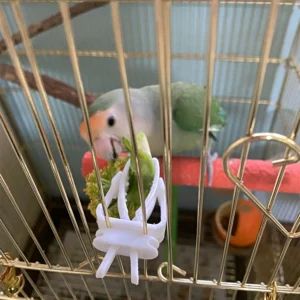200pcs Bag Bird Cage Accessories Food Holder Clip for Parrot Pet Products