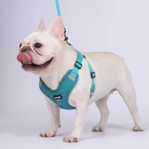 Adjustable Classic Modern Pet Harness Collar Leash Set Personalized Custom Dog Gear for Dogs Cats