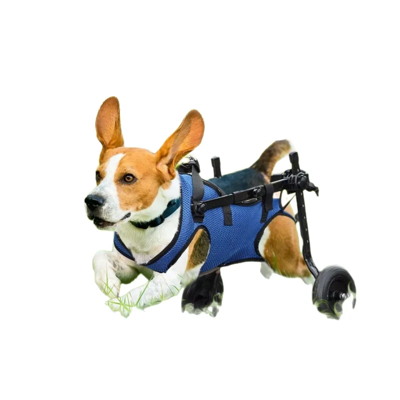 Adjustable Disabled Pet Training and Behavior Product for Back Leg Mobility for Handicapped Dogs Cats