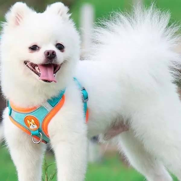 Adjustable Pet Harness Leash Dog Walking Rope Supplies for Small and Medium Dogs Vest Style