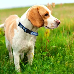 Adjustable Soft Polyester Dog Collar for Small Medium Large Puppies Floral Pattern Metal Buckle Personalized Floral Rivet