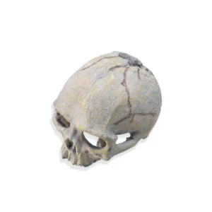 Amphibian Tank Breeding Landscaping Decoration Araneid House Lizard Simulated Skull Ornament Pet Bowl Resin Eco Friendly Reptile