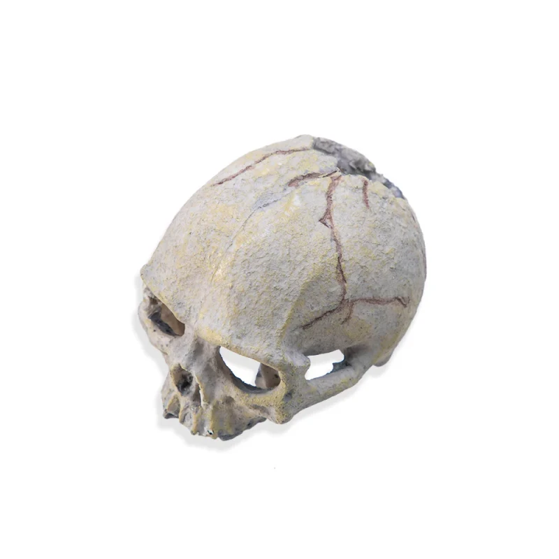 Amphibian Tank Breeding Landscaping Decoration Araneid House Lizard Simulated Skull Ornament Pet Bowl Resin Eco Friendly Reptile