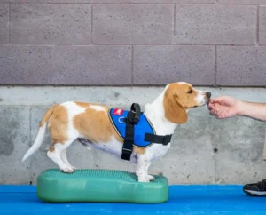 Ball Dynamics Balance Training Device for Dog Training and Fit
