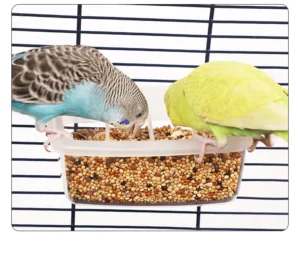 Bird Feeder Splashproof Bird Feeding Bowls Plastic Cage Use Food Dispenser Pigeon Feeder for Sale