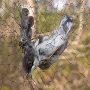 Bird Hunting Things
