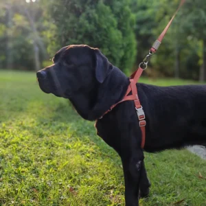 Bulk Supply Low MOQ In Stock Eco Friendly Accessories T Harness No Pull Quick Release Dog Harness