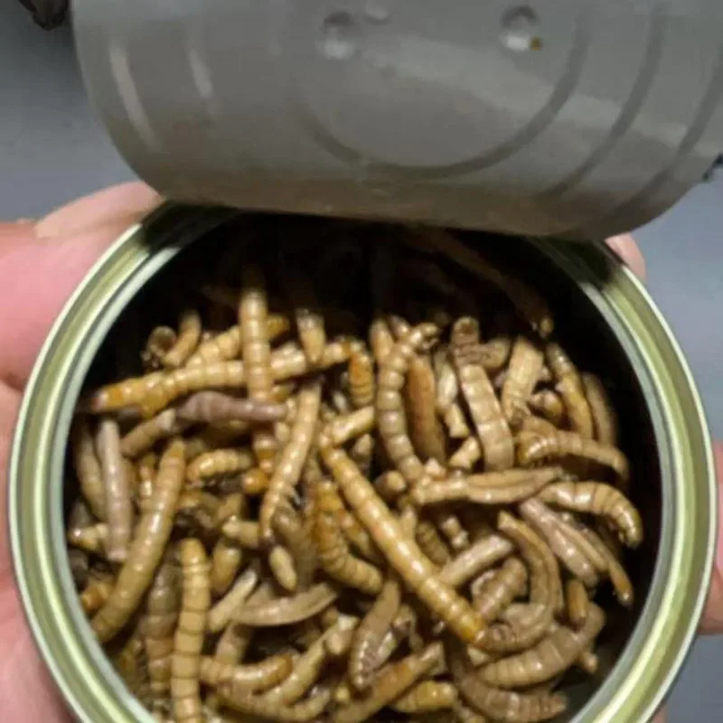 Canned Packing Fresh Yellow Mealworm High Protein Non GMO 100% Natural Pet Food for Small Animals