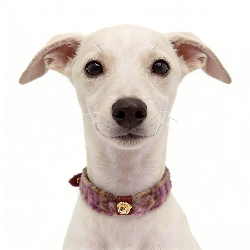 Cat and dog collars neck collars harnesses leash poop bags storage bags pet supplies