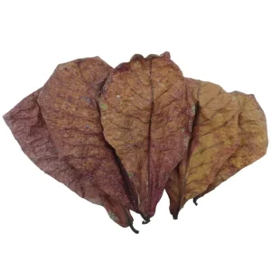 Catappa Leaves Aquariums Almond Leaves Betta Water Conditioner Aquarium Shrimp Tank Betta Tank Decorations Betta Leaf