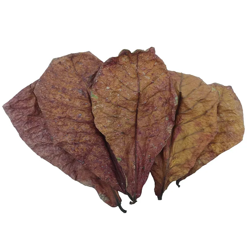 Catappa Leaves Aquariums Almond Leaves Betta Water Conditioner Aquarium Shrimp Tank Betta Tank Decorations Betta Leaf
