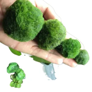 Chlorophyta Seaweed Ball Eco Friendly Aquatic Plant 5L Easy Operation for Shrimp Aquariums Novice Accessory
