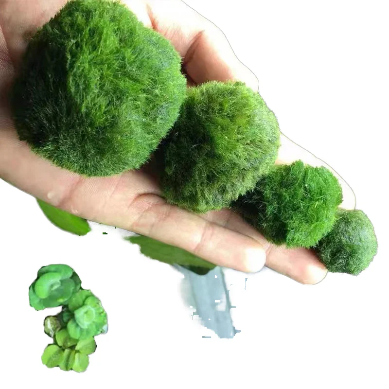 Chlorophyta Seaweed Ball Eco Friendly Aquatic Plant 5L Easy Operation for Shrimp Aquariums Novice Accessory