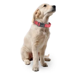 Custom Dog Training Collar Braided Leather Dog Collars and Leashes