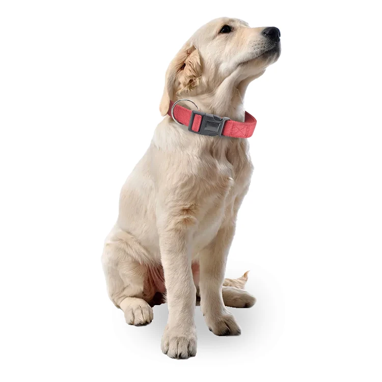Custom Dog Training Collar Braided Leather Dog Collars and Leashes