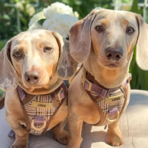 Custom Fabric Dog Harness Leash Pet Collar Leash Private Label Dog Products Pet Training Supplies