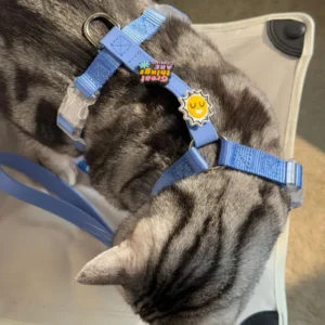 Custom Logo Premium Designer Luxury Adjustable Heavy Duty Pet Cat Dog Harness with Charms