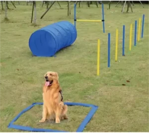 Custom Pet Exercise Training Product Dog Training Set Plastic Stainless Steel Pet Agility Training Tunnel Poles Equipment