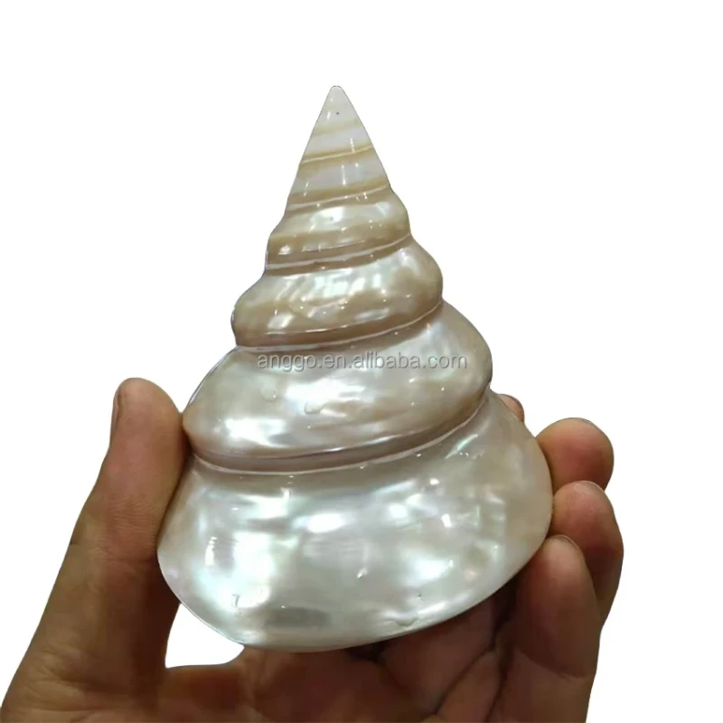 DIY Handicraft Fish Aquarium Decor Peeled Display Window Ornament Collection Small Natural Sea Shells Seashell Conch