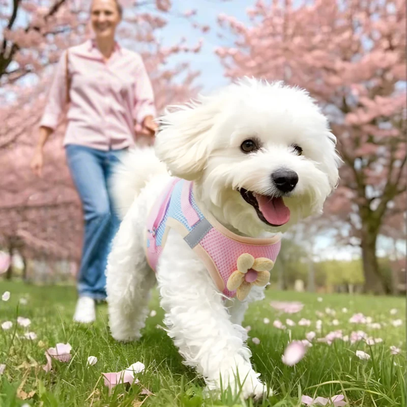 Dog Harness Leash Set Outdoor Walking Cat Puppy Pet Accessories Adjustable Cute Dog Harness and Leashes Set