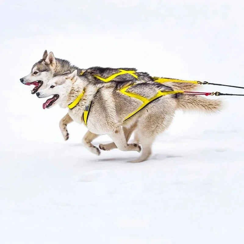Dog Weight Pulling Harness Speed Training Work Out Dog Sled Harness