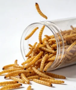 Dried Mealworms Poultry Feed Bulk Cricket Protein Supplement Worms for Chicken Fish Hamster Parrot Bird Food