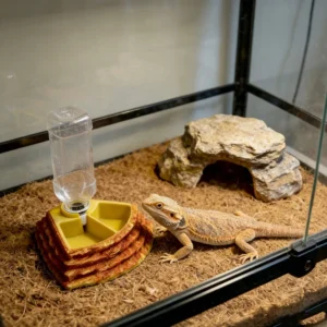 Durable Resin Plastic Reptile Feeder Waterer Combo 2 in 1 Waterproof Crested Gecko Giant Gecko Chameleon Lizard Non Toxic