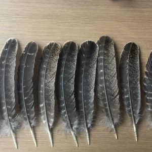 Dyed Black Blue White Raw Colorful Bulk Flower Plumas Natural Bird Wing Point Quill Tail Turkey Feathers Hat Decoration