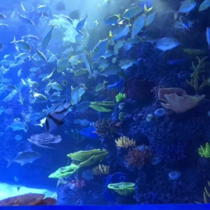 Factory Custom New Style Irregular Eco Friendly Plastic Transparent Cylindrical Acrylic Large Fish Tank Aquarium