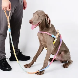 Factory Custom Padded Solid Ribbons Leather Cotton Rope Dog Harness Collar Leash Set for Large Breeds