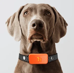 Factory Price OEM available Dog Training Collar Waterproof Rechargeable Dog Bark Control Collar Anti Barking Collar