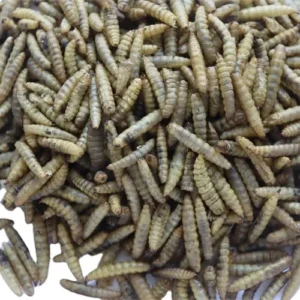 Factory Prices Finely Processed 2.5 3.5cm Yellow Pet Bird Food Outdoor Supplies Fat Worms Skin Coat Health