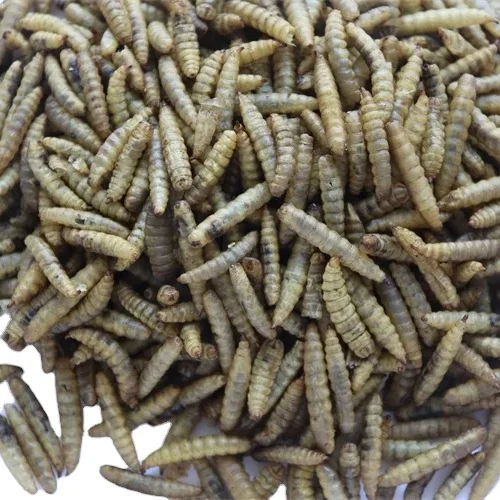 Factory Prices Finely Processed 2.5 3.5cm Yellow Pet Bird Food Outdoor Supplies Fat Worms Skin Coat Health