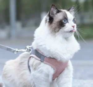 Fashion Solid Polyester Various Colors Breathable Dog Chest Strap with Leash Durable Cat Vest Pet Harness with Lead