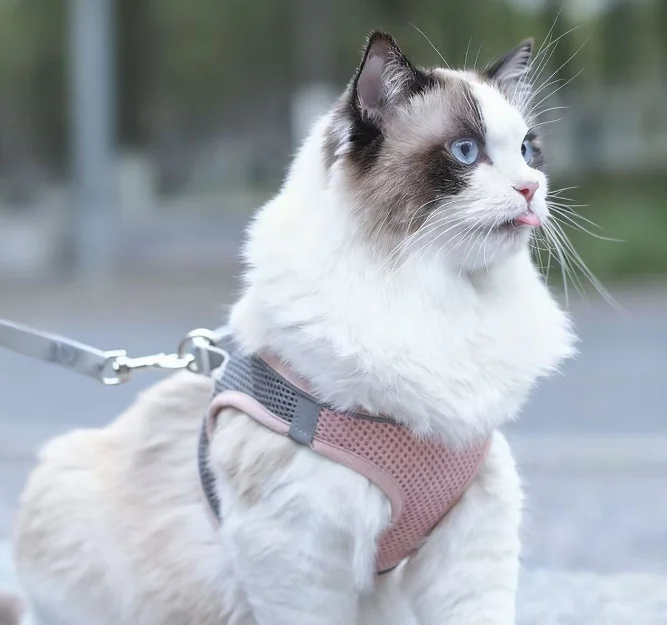 Fashion Solid Polyester Various Colors Breathable Dog Chest Strap with Leash Durable Cat Vest Pet Harness with Lead