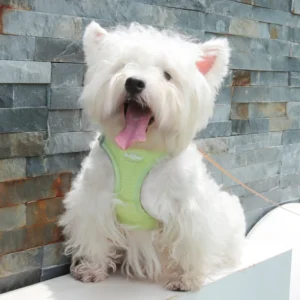 Fashion Special Design Dog Harness Nylon Pet Leash with Buckle for Cat and Dog