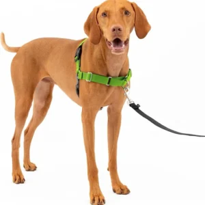 Fashion Sport Nylon Pet Harness for Medium to Large Dogs