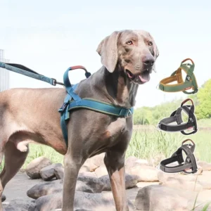 Fashionable Dog Harness Pet Harness Leash Set Breathable Nylon Reflective Saddle Chest Strap Anti-Escape Collar Handle Colorful