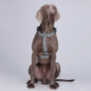 H Type Luxury Personalized Pet Vest Chest Harness Dog Walking Harness Explosion Proof Adjustable Breathable Alloy Harness
