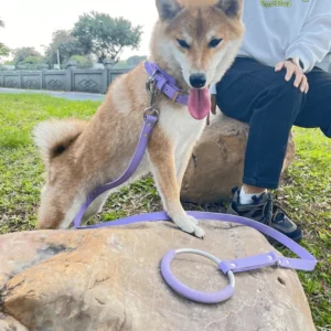Hands Free Dog Leash Waterproof Lightweight Custom Ring Pet Supplies Personalized New Design Cat Dog Lead