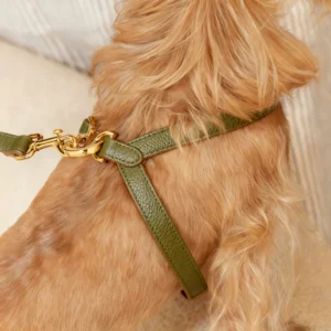 Hands Free Dog Leash and Harness Set for Small Dogs Comfortable Pet Harness