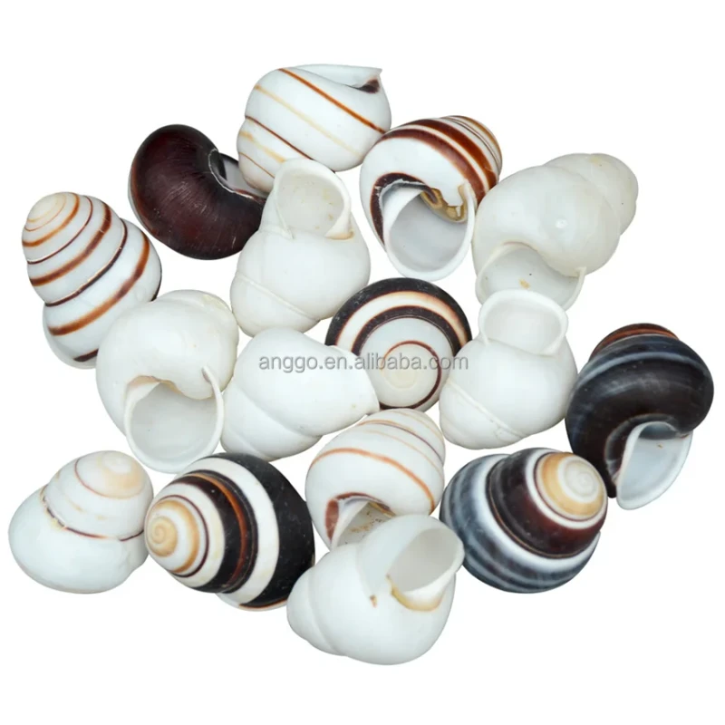Hermit Crab Replacement Shell Fish Tank Landscape Aquarium Decoration Natural Shell Conch