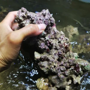High Calcium Algae Generating Live Rock for Marine Aquariums and Coral Tank Decoration with Decorative Stones for Fish Tanks
