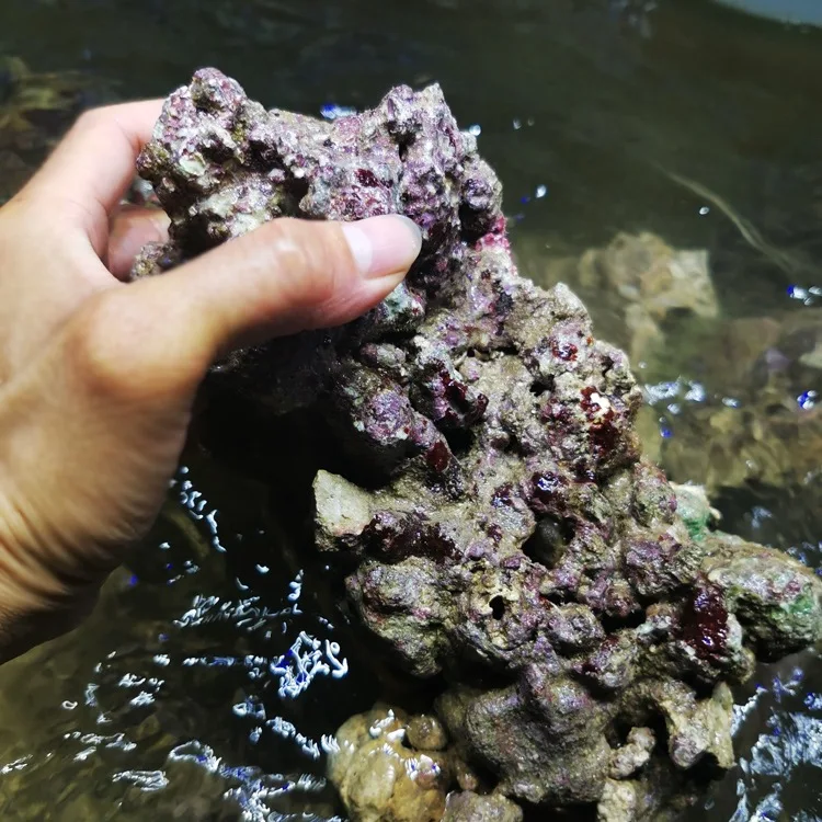 High Calcium Algae Generating Live Rock for Marine Aquariums and Coral Tank Decoration with Decorative Stones for Fish Tanks