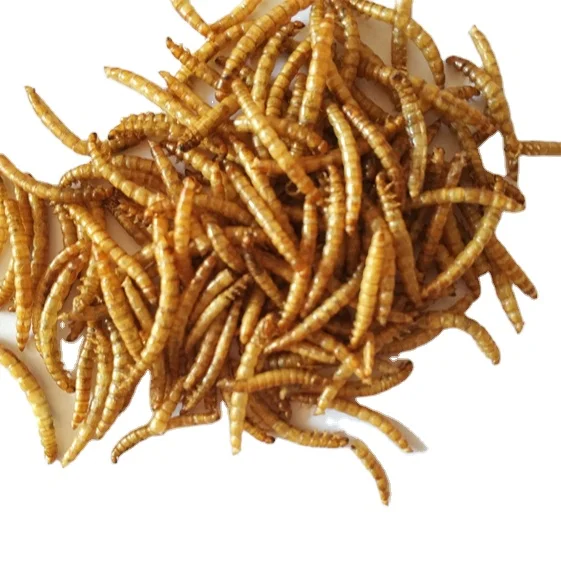 High Protein Chicken Meal for Small Breeds Optimal Skin Coat Health for Birds and Reptiles Supply