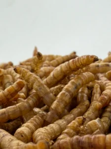 High-protein Bird Feed 100% Natural Dried Yellow Mealworms for Birds