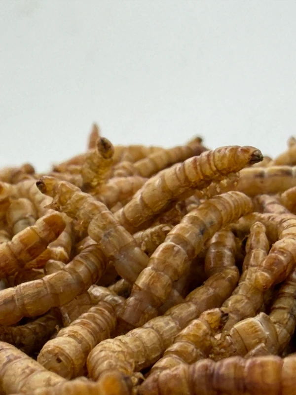 High-protein Bird Feed 100% Natural Dried Yellow Mealworms for Birds