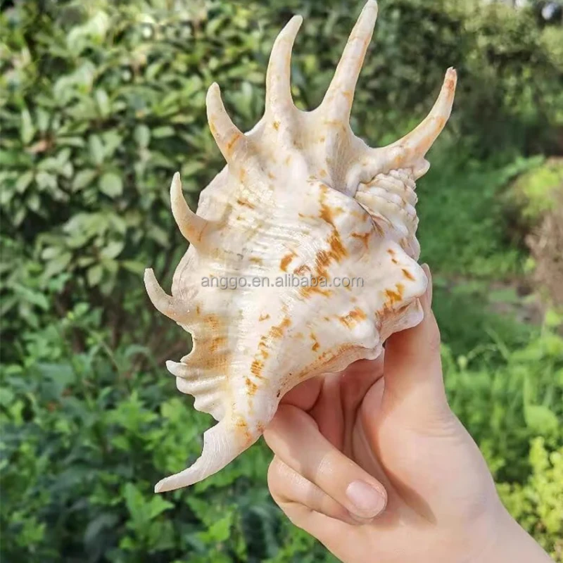 Lambis Conches Air Plant 3"-3.5" Natural Seashells Fish Tank Decorations Aquarium Landscaping