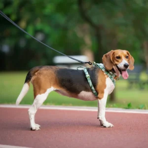 Latest Design Adjustable Polyester Pet Lovely Dog Harness Collar Leash Set Pet Harness Dog Harness