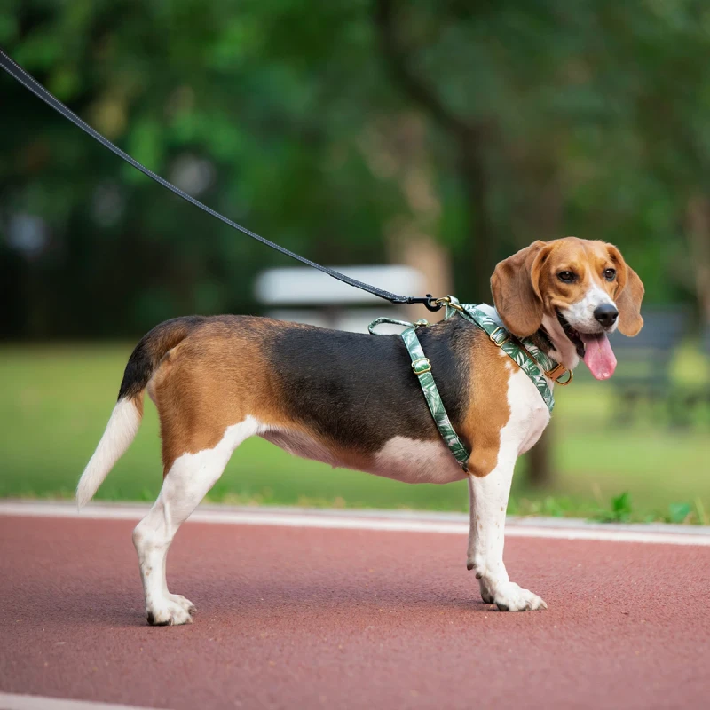 Latest Design Adjustable Polyester Pet Lovely Dog Harness Collar Leash Set Pet Harness Dog Harness